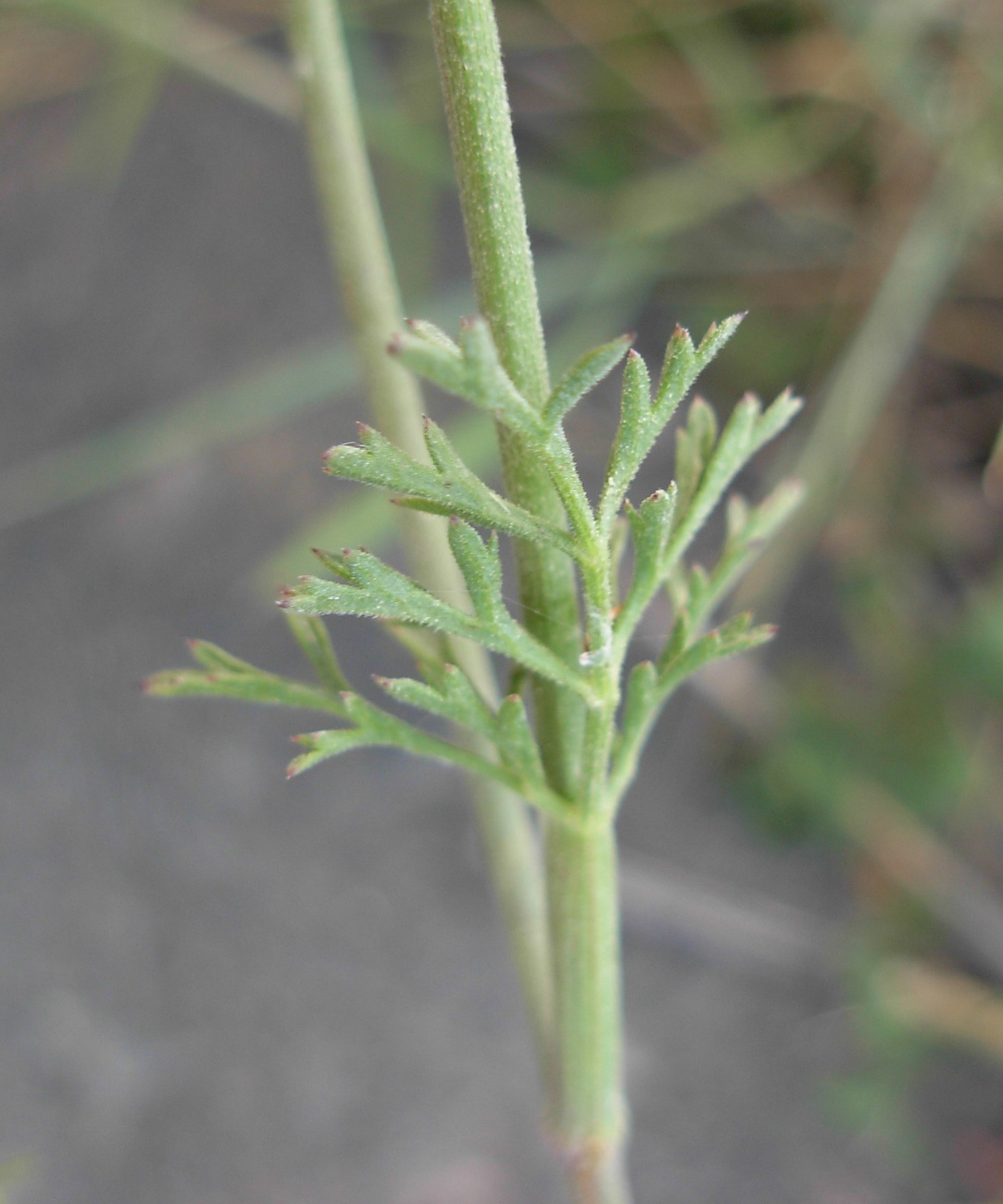 Pimpinella peregrina L./Tragoselino calcitrappa